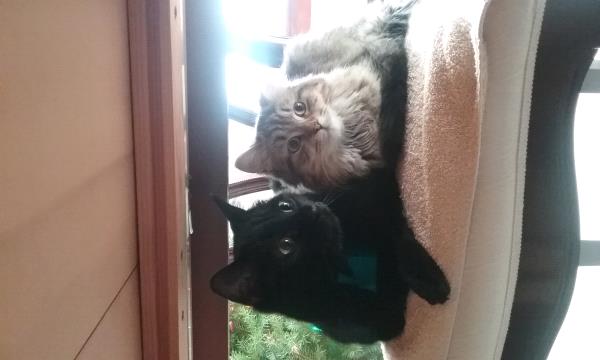 /images/uploads/griffin pond animal shelter/loveyourpet2018/entries/6615thumb.jpg